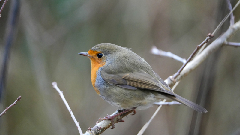 Nr. 1 Foto: Poul Erik Petersen