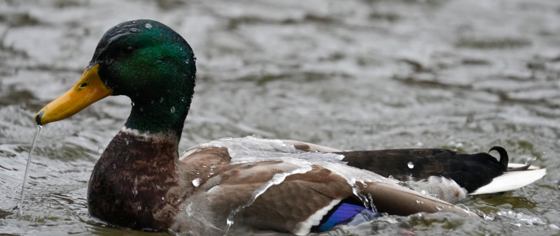 Foto: Poul Erik Petersen