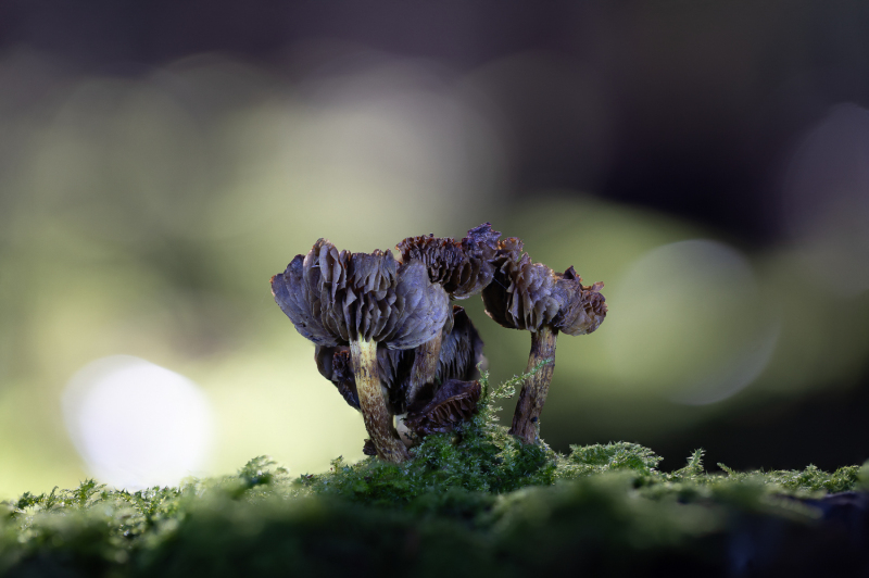 Foto: Bjarne Johannsson