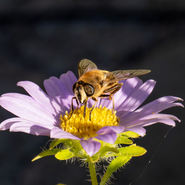 Nr. 2 Foto: Mogens Petersen