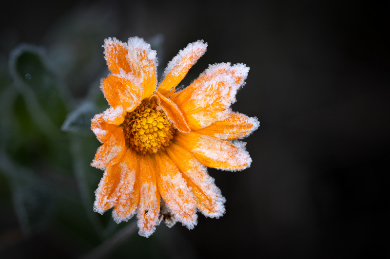 Foto: Bjarne Johannsson