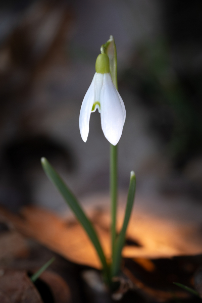 Foto: Bjarne Johannsson