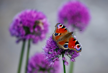 Nr. 2 Foto: Jan Wrona