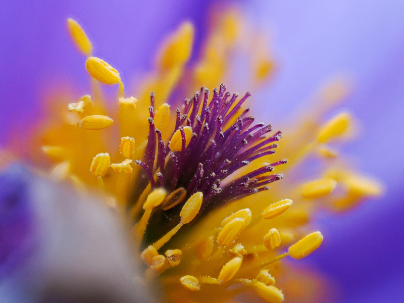Foto: Mogens Petersen