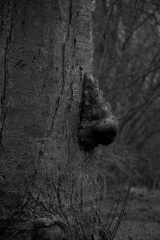 Foto: Lotte T.L.Pedersen