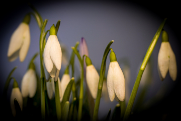 Foto: Flemming Kjær