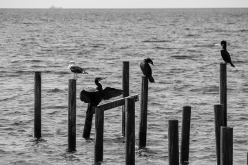 Foto: Lotte T.L.Pedersen