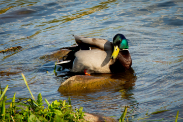 Foto: Helle Overgaard Pedersen
