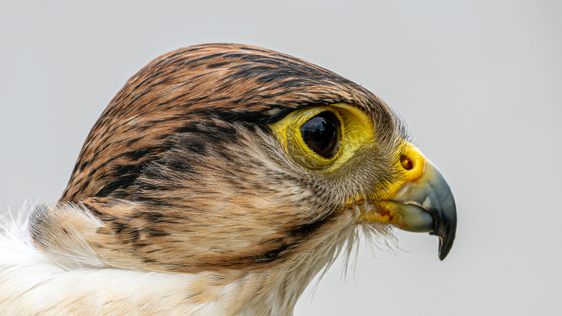 Foto: Mogens Petersen
