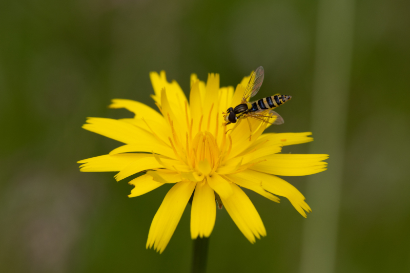 Foto: Bjarne Johannsson