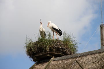 Foto: Lotte T. L. Pedersen