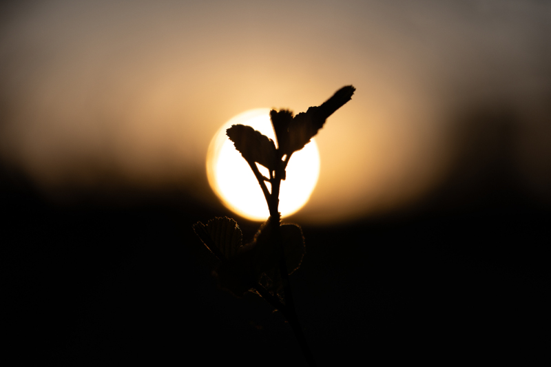 Foto: Bjarne Johannsson