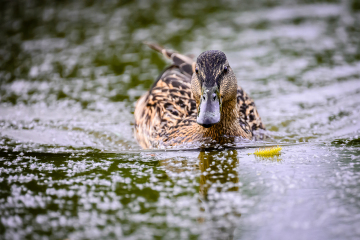 Foto: Henrik Samuelsen