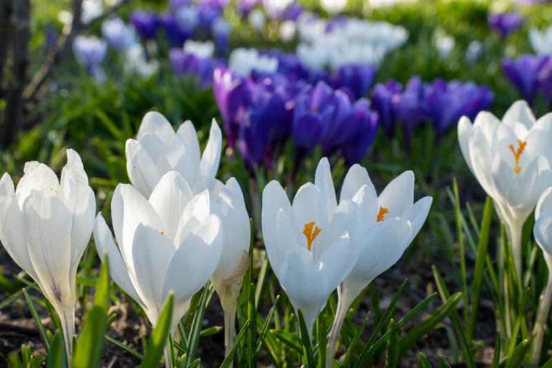 Foto: Flemming Kjær