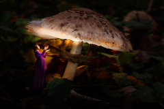 November 2019 - Tema - Efterår