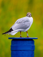 Foto: Henrik Samuelsen