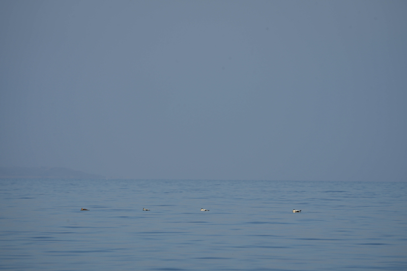 Foto: Poul Erik Petersen