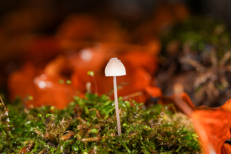 Foto: Poul Erik Petersen