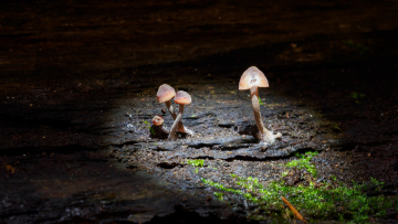 Foto: Mogens Petersen