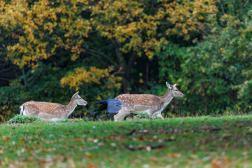 Foto: Kim Lilbæk Cenholt