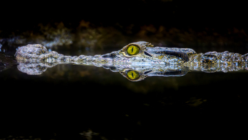 Nr. 1 Foto: Henrik Samuelsen