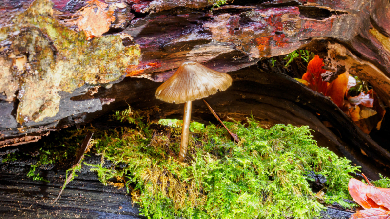 Foto: Mogens Petersen