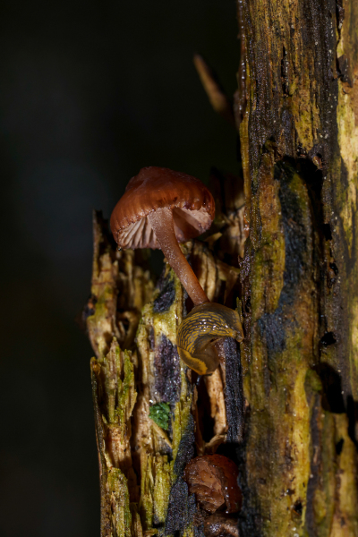 Foto: Flemming Kjær