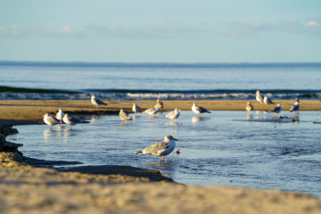 Foto: Flemming Kjær