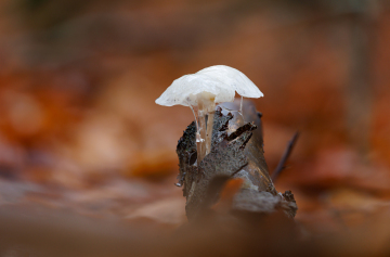 Foto: Kim Lilbæk Cenholt