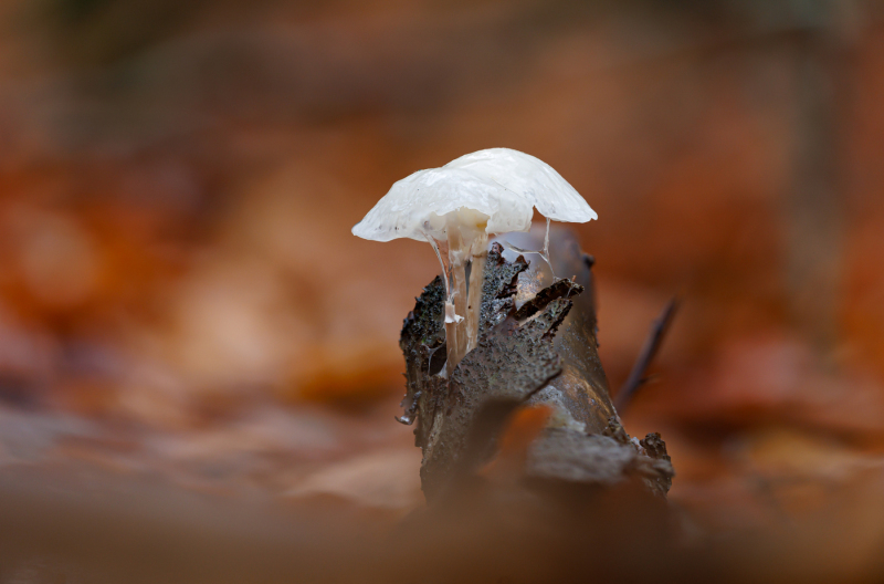 Foto: Kim Lilbæk Cenholt