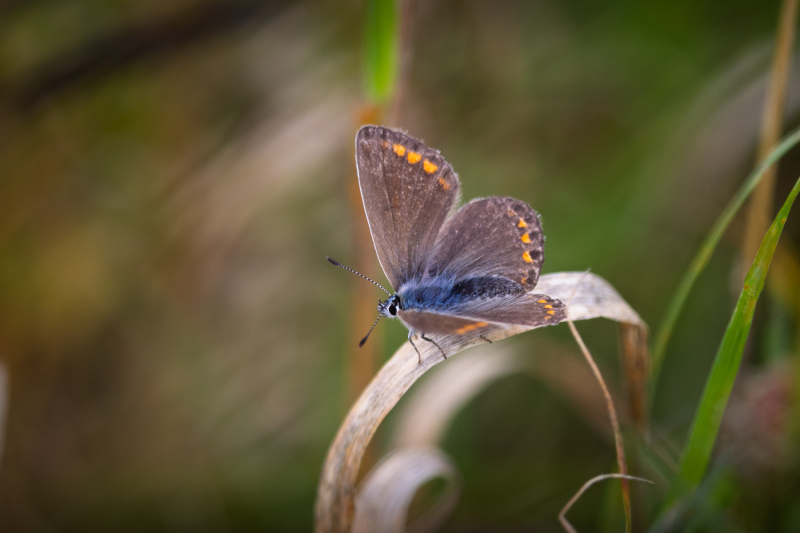 Foto: Bjarne Johannsson