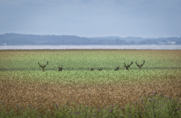 Foto: Bjarne Johannsson