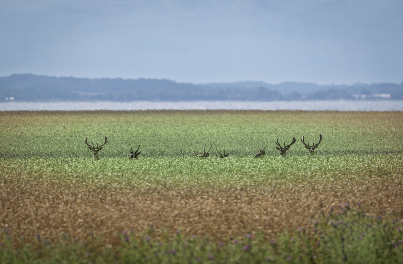 Foto: Bjarne Johannsson