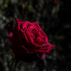Foto: Niels Kruse
