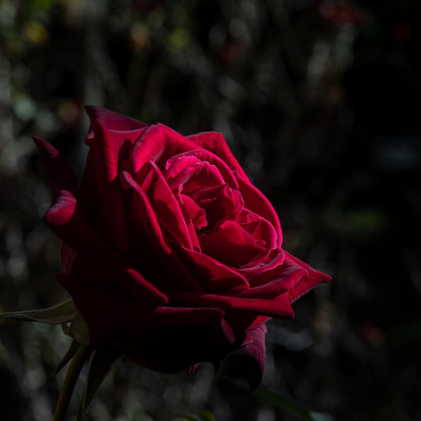 Foto: Niels Kruse