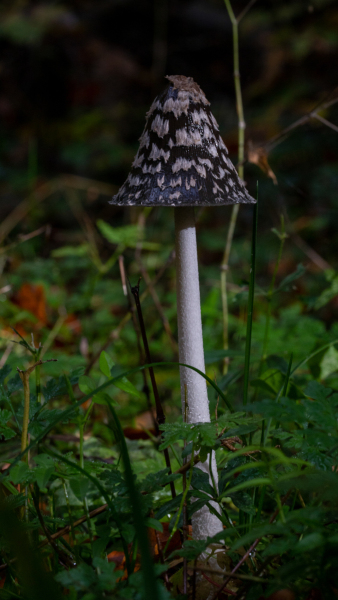 Foto: Preben Jensen