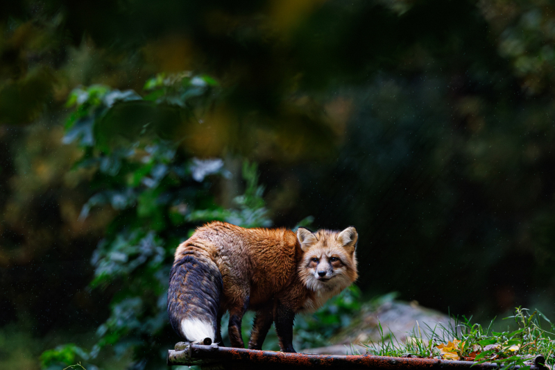 Foto: Kim Lilbæk Cenholt