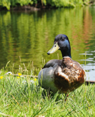 Foto: Bjarne Nørgaard