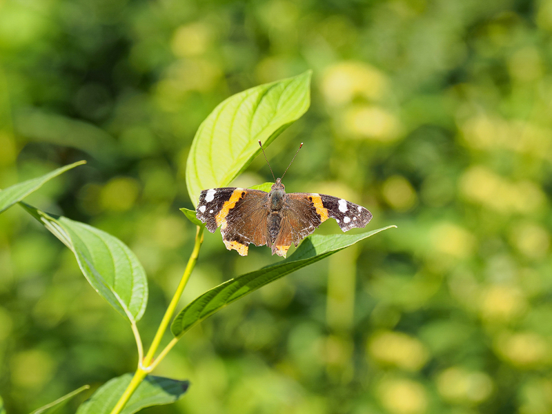 Foto: Bjarne Nørgaard