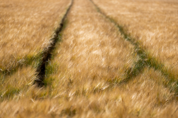 Foto: Bjarne Johannsson