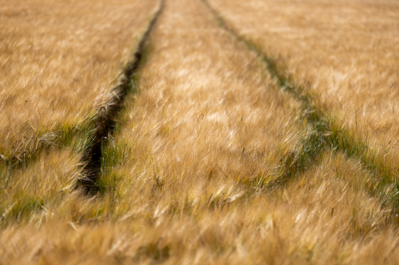 Foto: Bjarne Johannsson