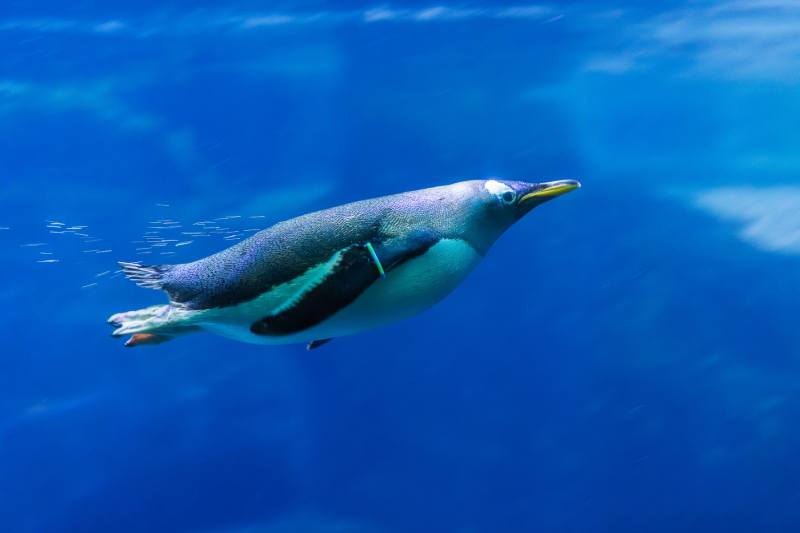 Foto: Bjarne Johannsson