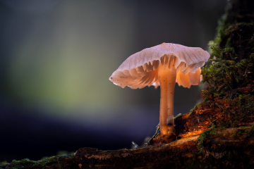 Nr 2 Foto: Bjarne Johannsson