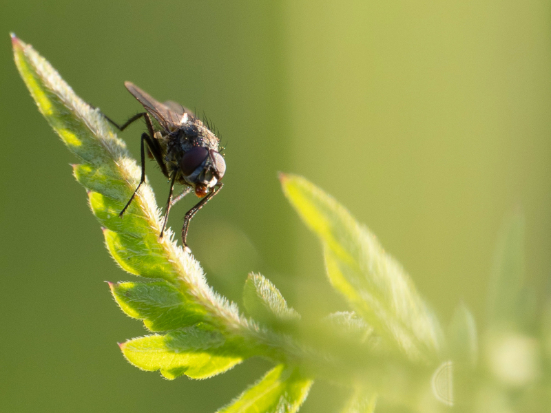 Foto: Mogens Petersen