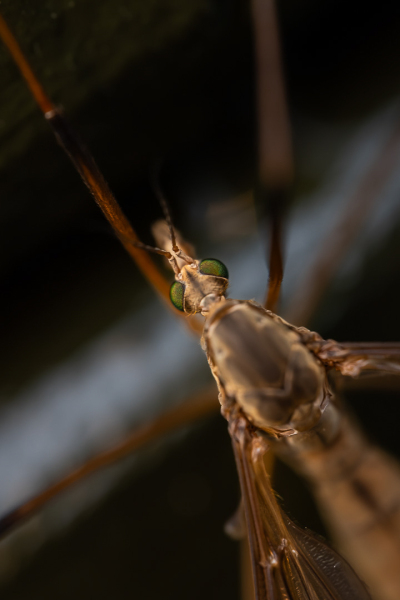 Foto:Steen Absalon