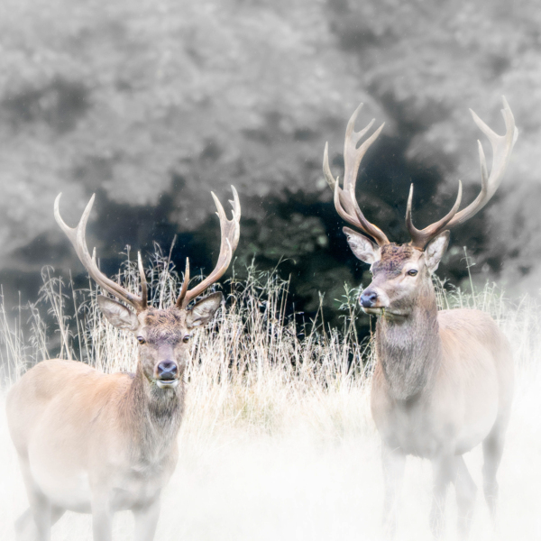 Foto: Mogens Petersen